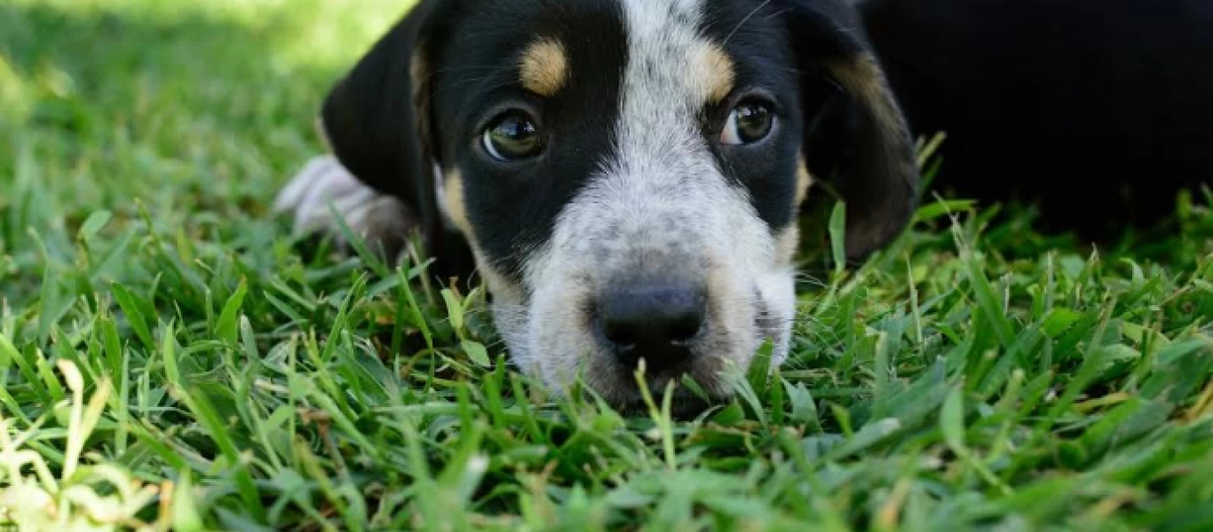 Σε δημόσια διαβούλευση το νομοσχέδιο για κατοικίδια και αδέσποτα ζώα - Οι δέκα άξονες